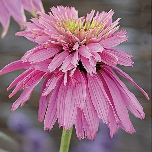 Punahattu 'Paradiso Super Duper'