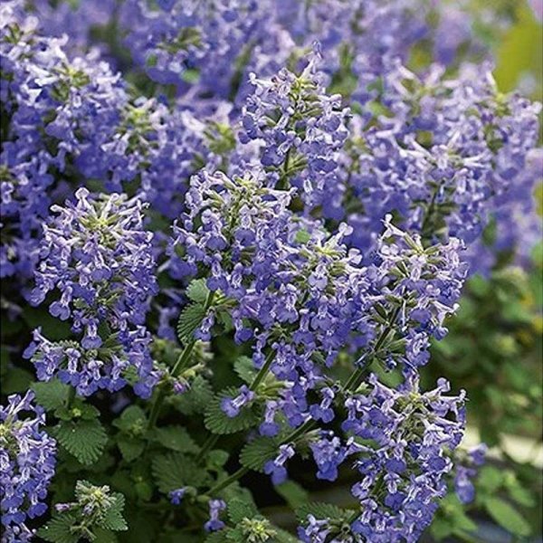 Kissanminttu 'Faasseni'