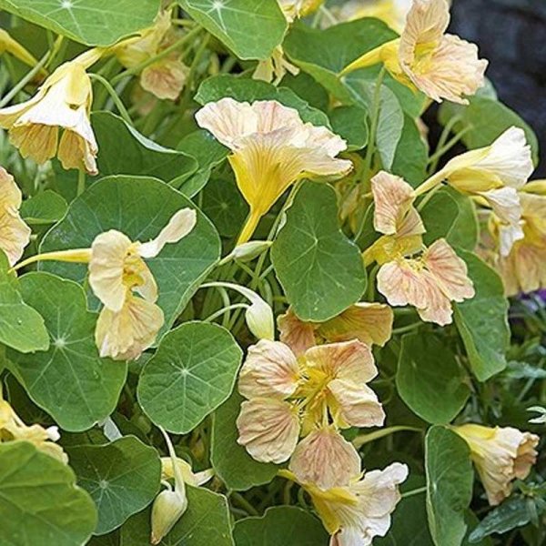 Vesikrassi 'Tip Top Pink Blush'