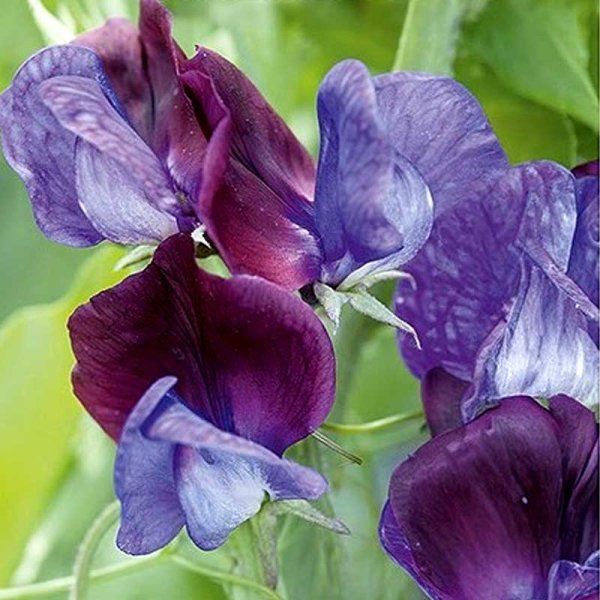 Tuoksuherne 'Grandiflora Matucana'