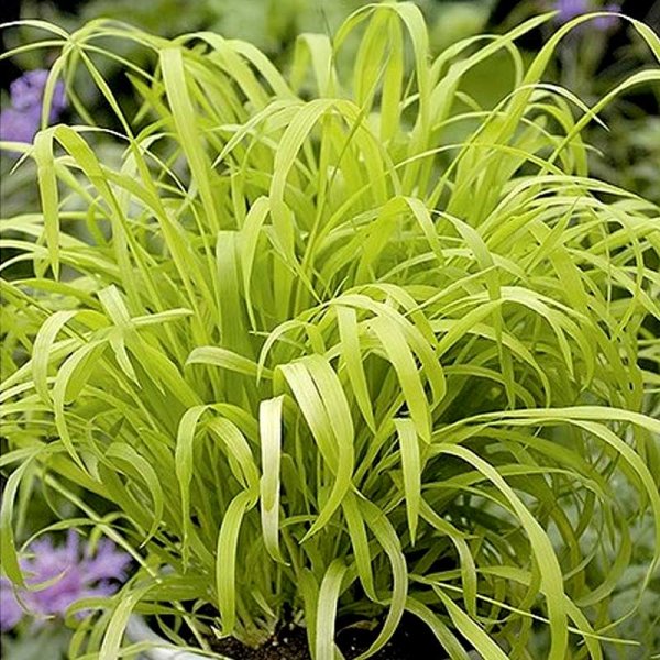 Hirssiheinä 'Aureum'