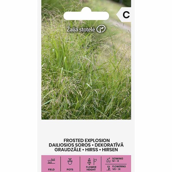 Koristehirssi 'Frosted Explosion'