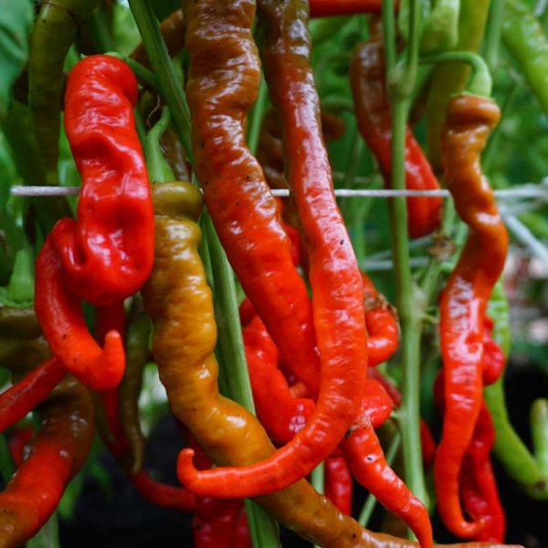 Chili 'Lombardo'