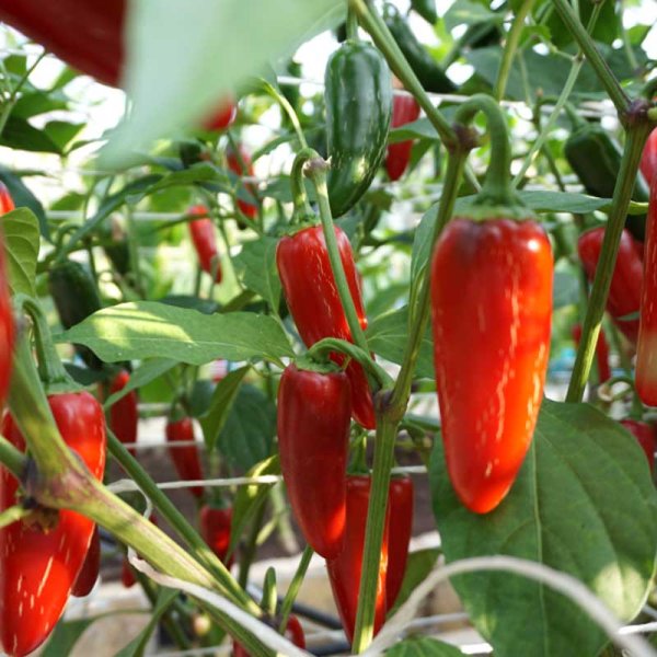 Chili Pepper 'Jalapeno M'