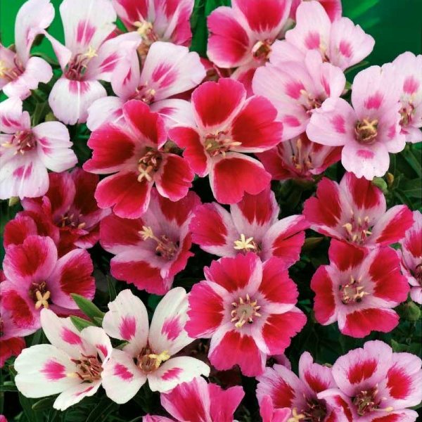 Kesäatsalea 'Monarch'