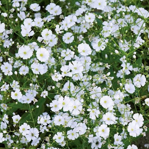 Morsiusharso 'Covent Garden Market'