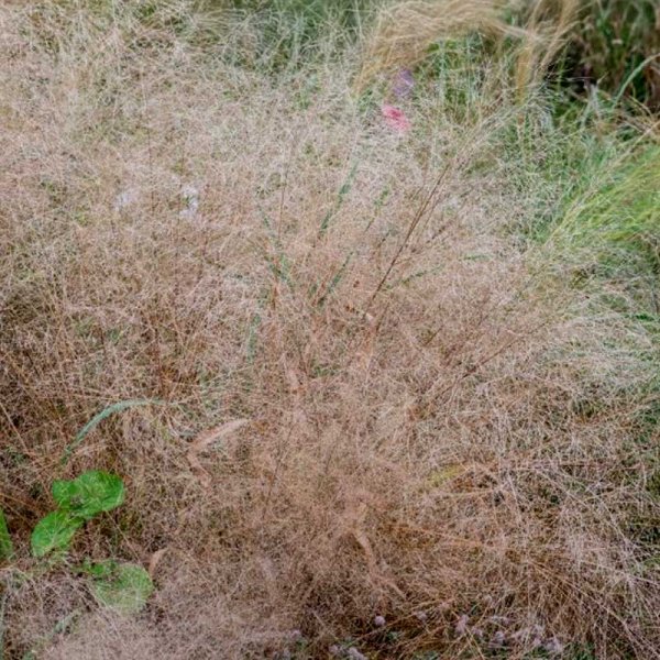 Elegantti Rakkausheinä