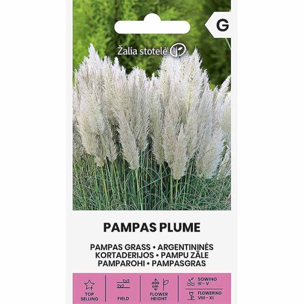 Hopeapampasheinä 'Pampas Plume'