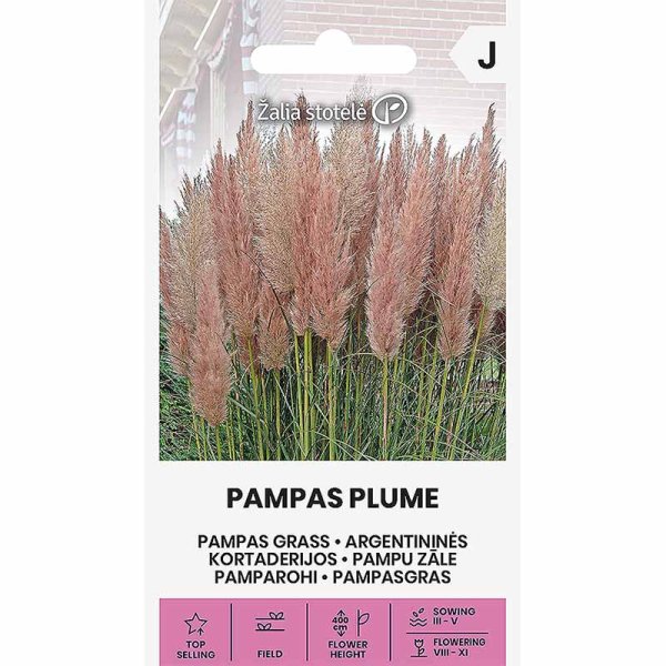 Pampasheinä 'Pampas Plume' pinkki