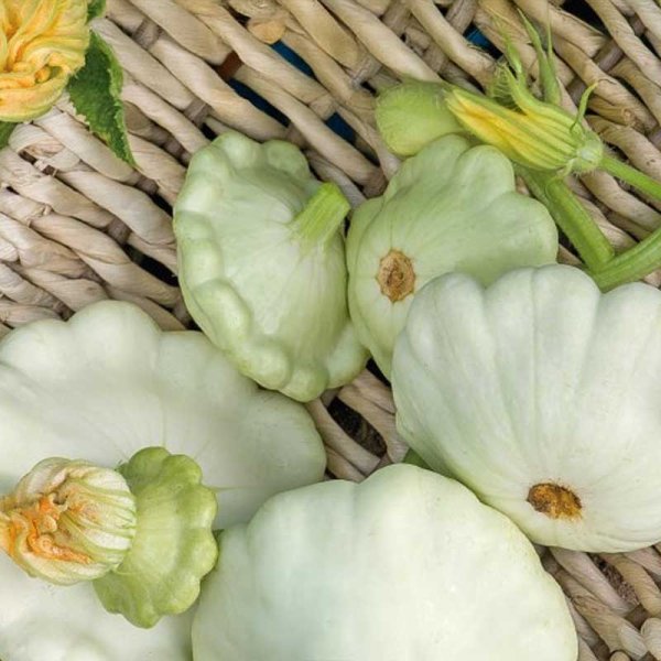 Lautaskurpitsa 'Disco'