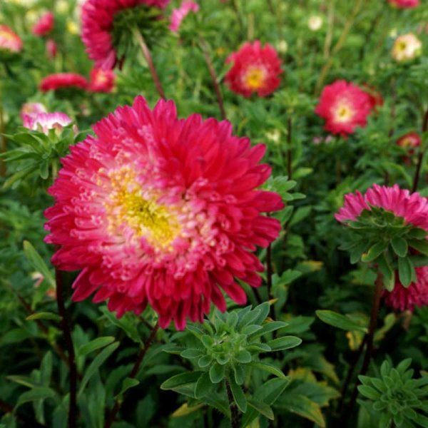 Kesäasteri 'Princess mix'