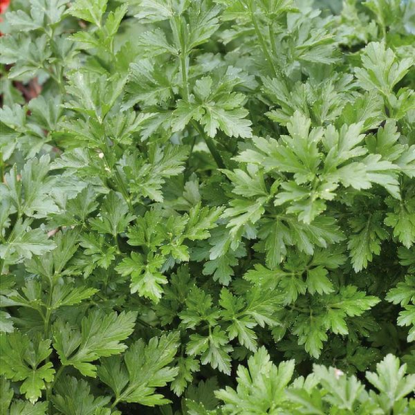 Persilja 'Festival 68'