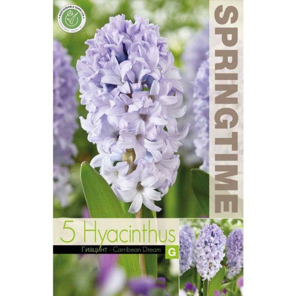 Hyacint ’Caribbean Dream’