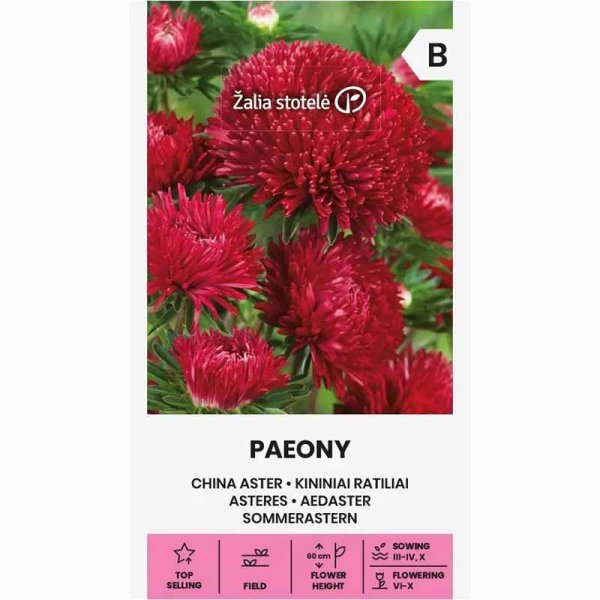 Kesäasteri 'Paeony' Punainen