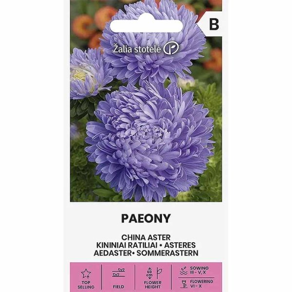 Kesäasteri 'Paeony' Vaaleansininen