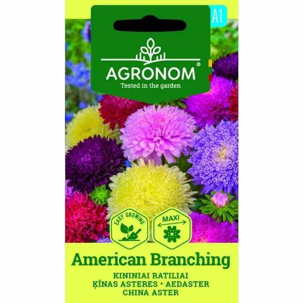 Kesäasteri 'American Branching'