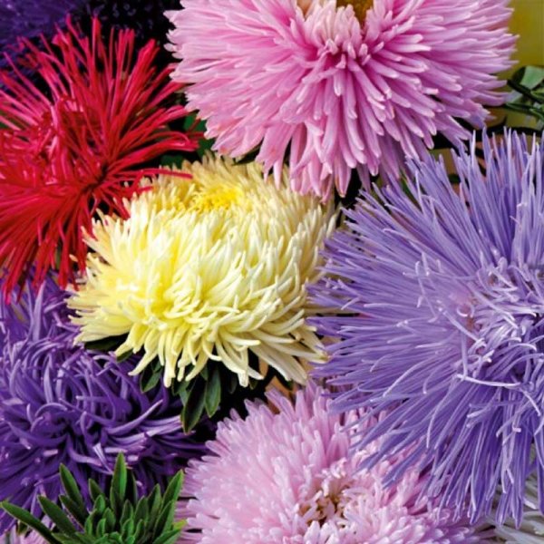 Kesäasteri 'American Branching'