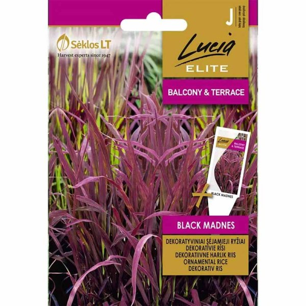 Ornamental Rice 'Black Madnes'