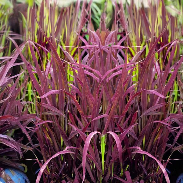 Ornamental Rice 'Black Madnes'