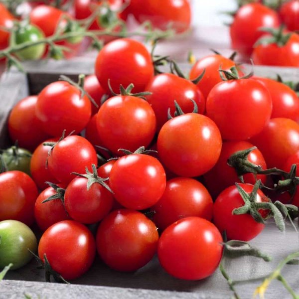 Kirsikkatomaatti 'Charmant' H