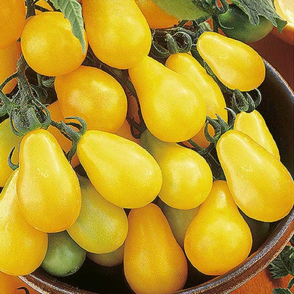 Päärynätomaatti 'Yellow pearshaped'