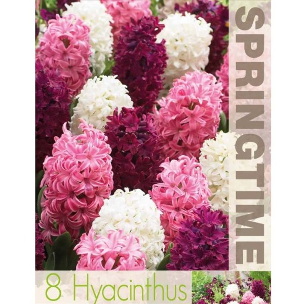 Hyacintmix Lila & Rosa