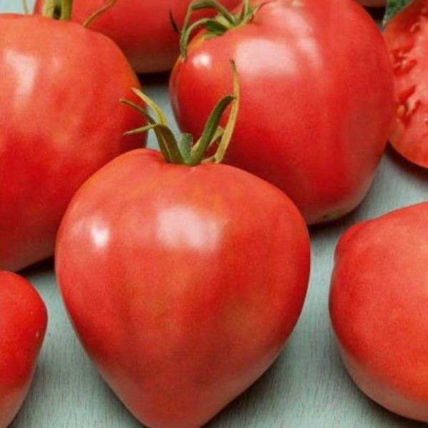 Tomaatti 'Cuor di blue'