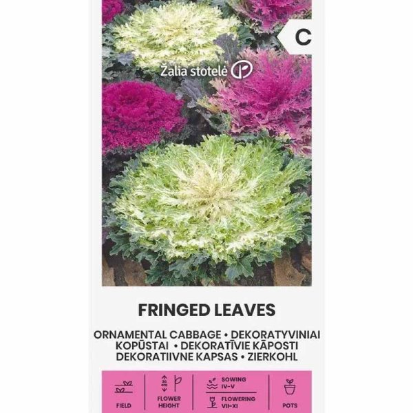 Koristekaali 'Fringed leaves'