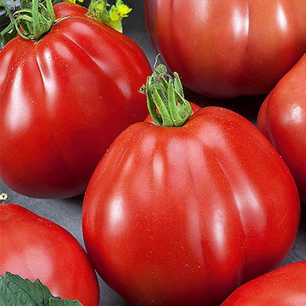 Päärynätomaatti 'Red pear'