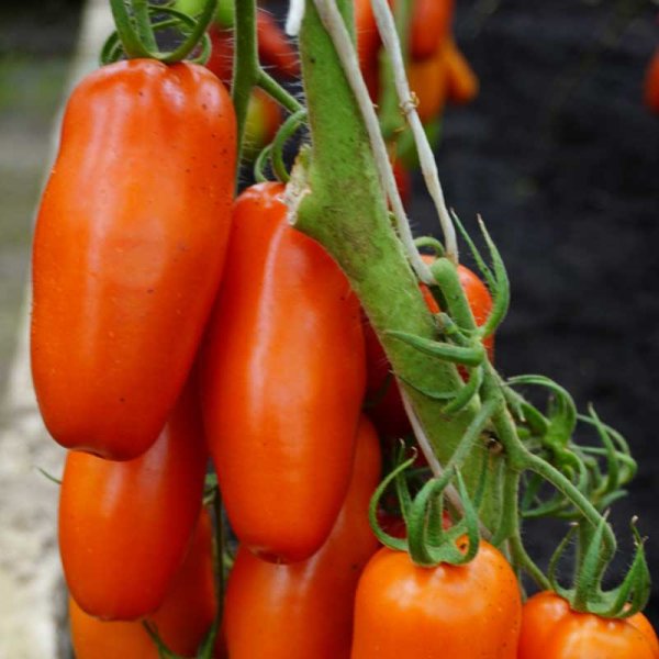 Tomaatti 'Pozzano' H