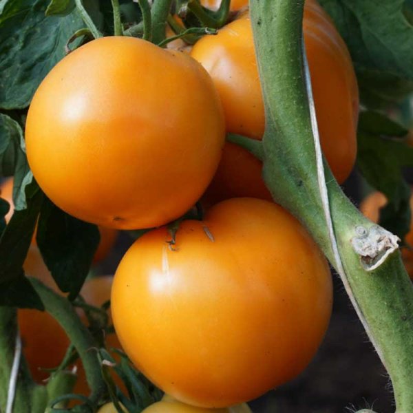 Tomaatti 'Jantar'