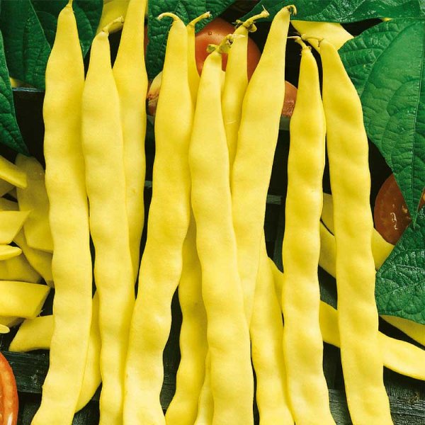 Salkopapu 'Goldmarie'