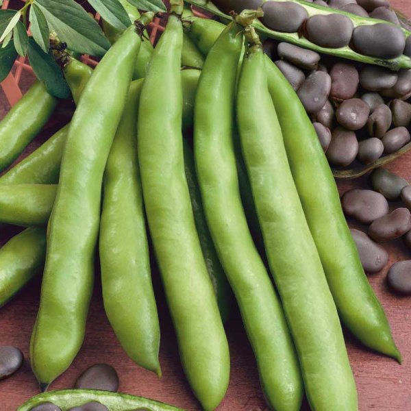 Härkäpapu 'Extra precoce a grano violetto'