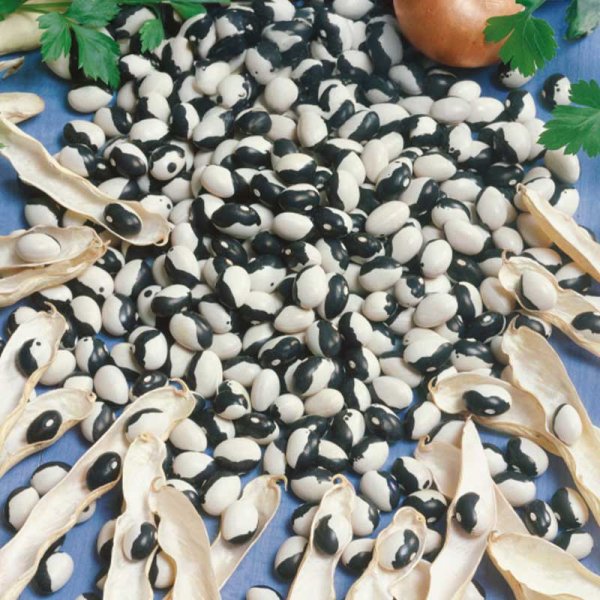 Keittopapu 'Dalmatin'