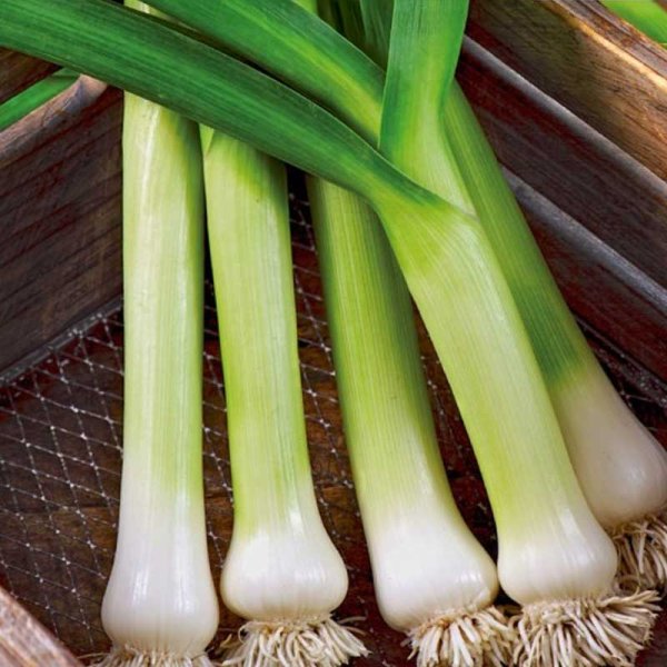 Purjo 'De Carentan 2'