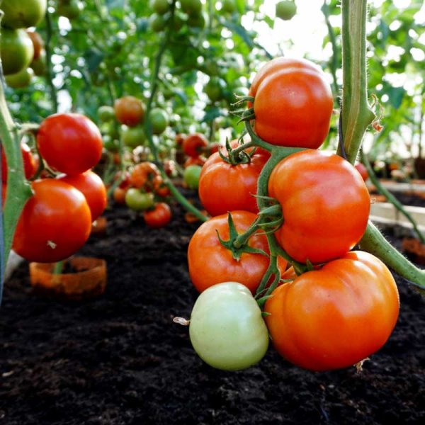 Tomaatti 'Bellfort' H