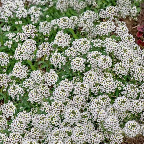 Alyssum 'Snowcloth'