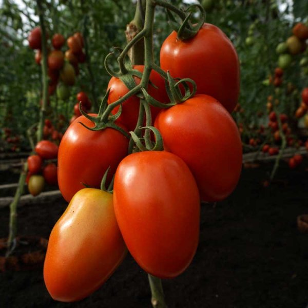 Tomaatti 'Granadero' H