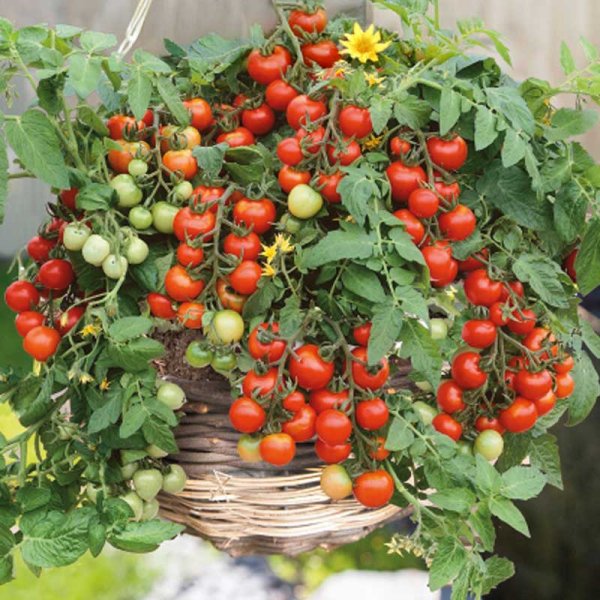 Tomaatti 'Gartenperle'