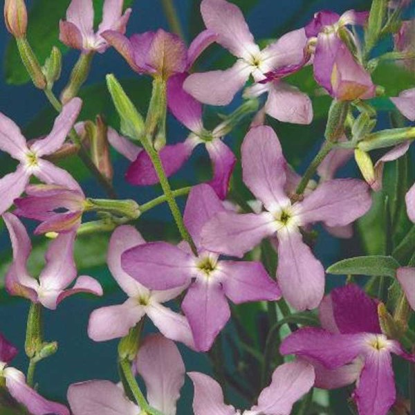 Valkoinen leukoija 'Rose'