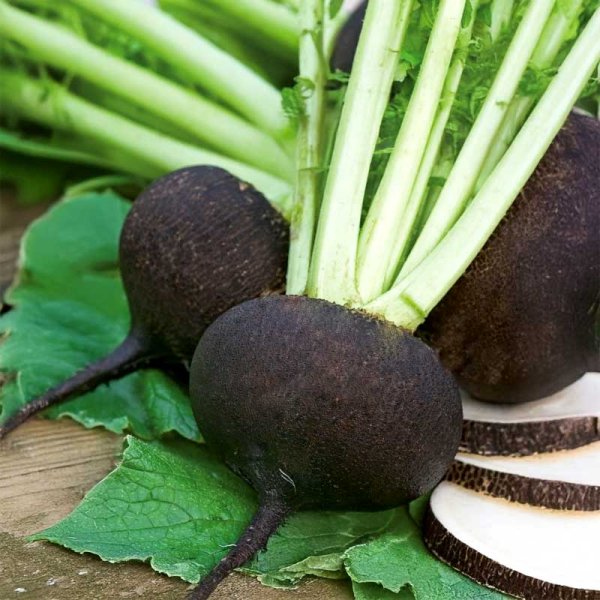 Retiisi (talvi) 'Murzynka'