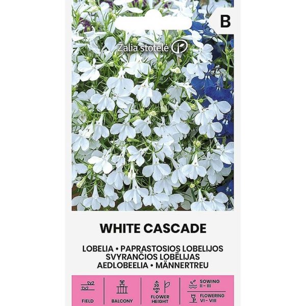 Lobelia 'White Cascade'