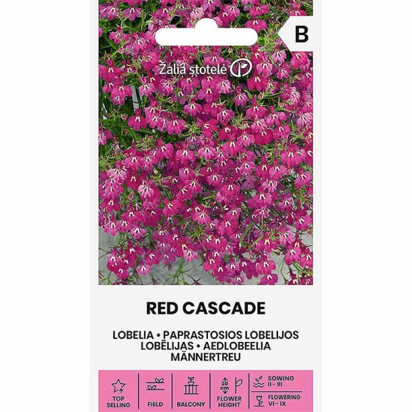 Lobelia 'Red Cascade'