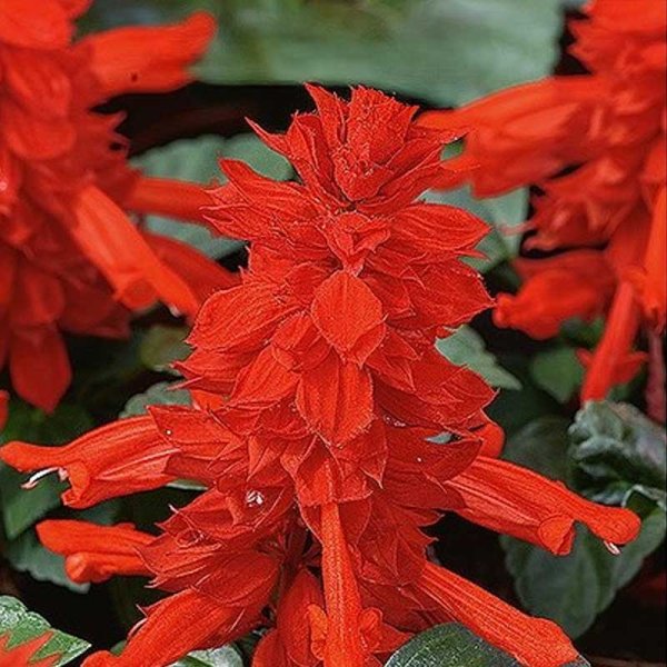 Loistosalvia 'Scarlet Piccolo'