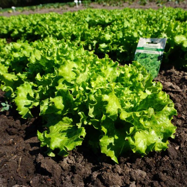 Lehtisalaatti 'Grand Rapids'