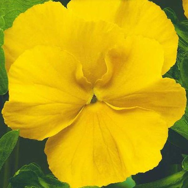 Orvokki 'Coronation gold'