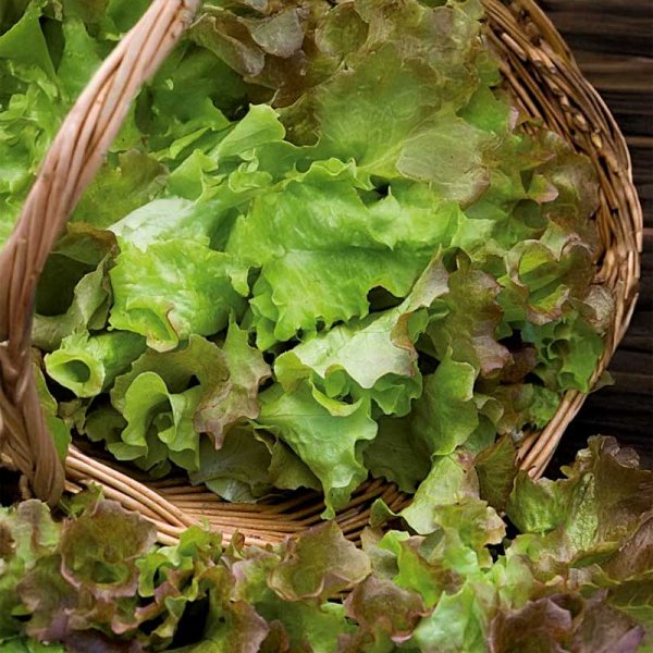 Lehtisalaatti 'Amerikanischer Brauner'