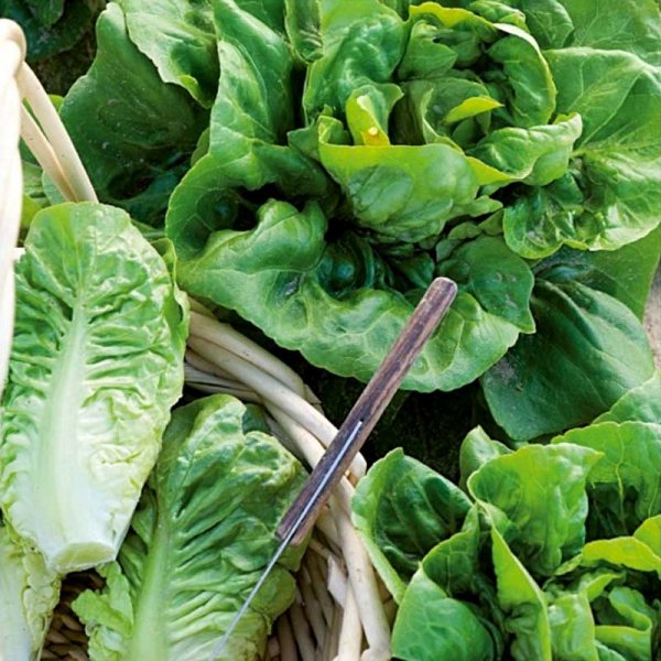 Salaatti 'Little Gem'