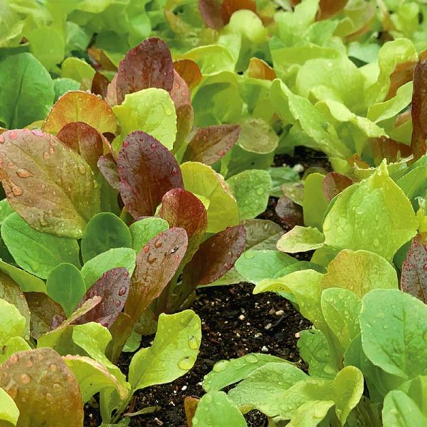 Salaatti 'Baby leaf'