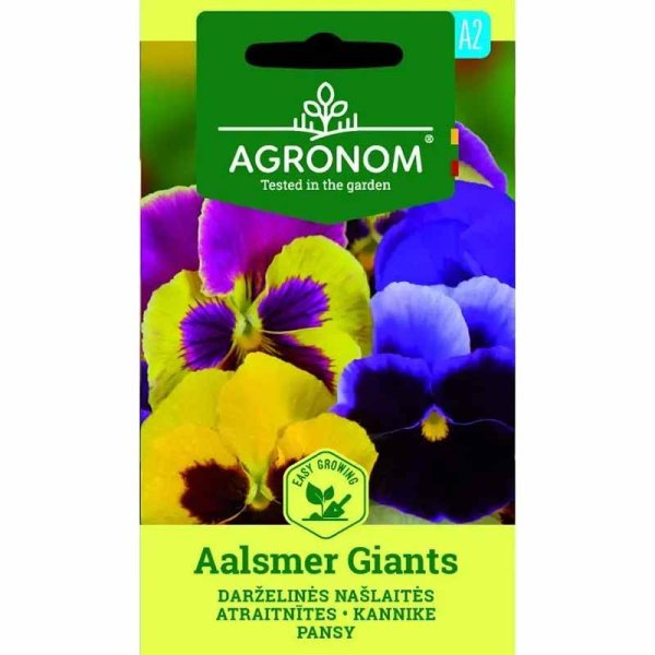 Orvokki 'Aalsmeer Giants'